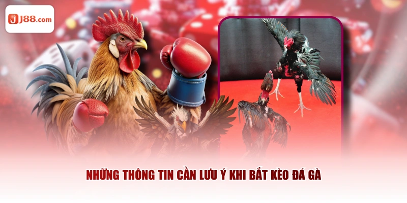 Những thông tin cần lưu ý khi bắt kèo đá gà